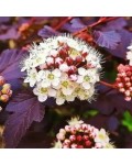 Physocarpus opulifolius ‘Schuch’